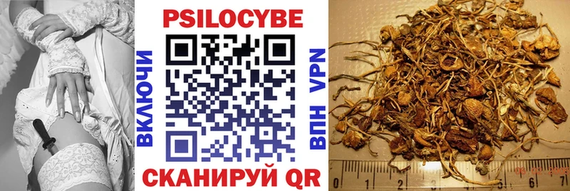 где можно купить наркотик Великий Устюг Псилоцибиновые грибы Psilocybine cubensis